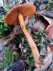 Cortinarius cinnamomeus