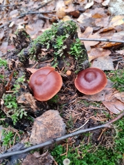 Cortinarius cinnamomeus