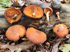 Gymnopilus