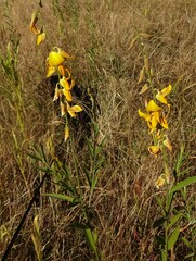 Crotalaria juncea