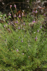 Dalea tenuis