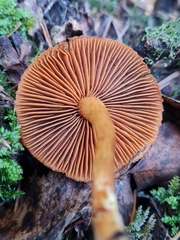 Cortinarius cinnamomeus