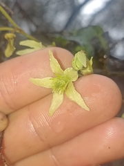 Clematis foetida