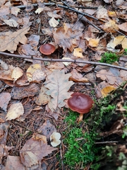 Cortinarius cinnamomeus
