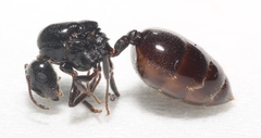Crematogaster laestrygon