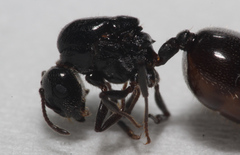 Crematogaster laestrygon