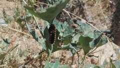 Battus polydamas psittacus