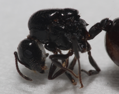Crematogaster laestrygon