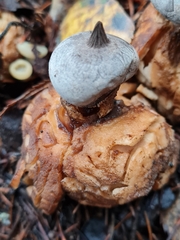 Geastrum pectinatum
