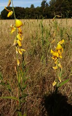 Crotalaria juncea