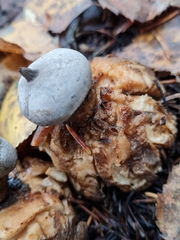 Geastrum pectinatum