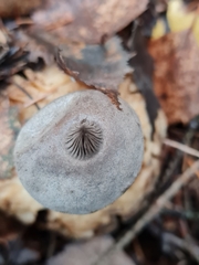 Geastrum pectinatum