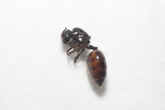 Crematogaster laestrygon
