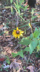 Rudbeckia