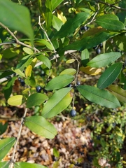 Ligustrum obtusifolium