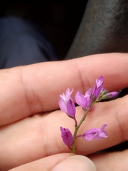 Polygala vulgaris