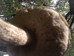 Leccinum variicolor