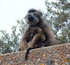 Papio ursinus ursinus