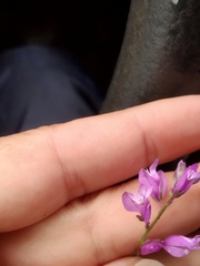 Polygala vulgaris