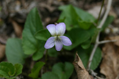 Viola missouriensis