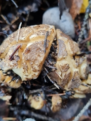 Geastrum pectinatum