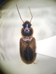 Bradycellus atrimedeus