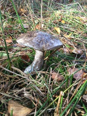 Leccinum variicolor