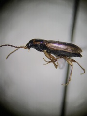 Bradycellus atrimedeus