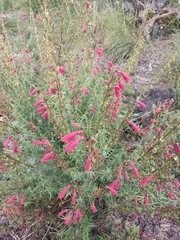 Penstemon roseus