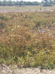 Cyperus entrerianus