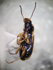 Bradycellus atrimedeus
