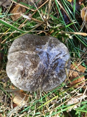 Leccinum variicolor