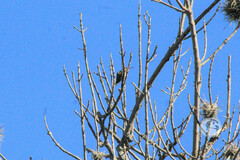 Phaeoptila sordida