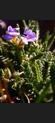 Polemonium elegans