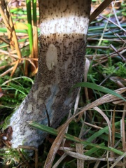 Leccinum variicolor