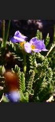 Polemonium elegans
