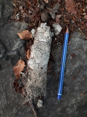 Canis lupus italicus