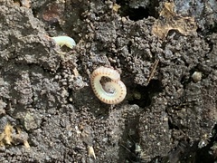 Blaniulus guttulatus