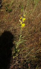 Crotalaria juncea