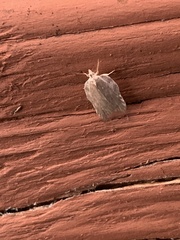 Tortricoidea