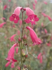 Penstemon roseus