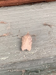 Tortricoidea