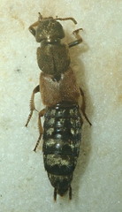 Platydracus flavopunctatus