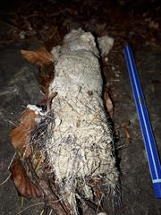 Canis lupus italicus