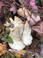 Pleurotus levis