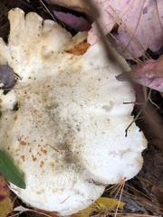 Pleurotus levis