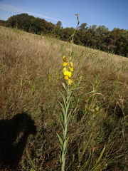 Crotalaria juncea