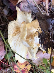 Pleurotus levis