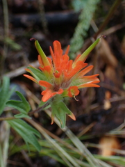Castilleja hispida hispida