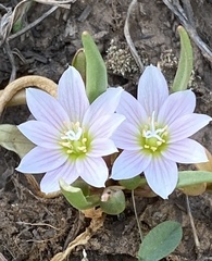 Lewisia brachycalyx